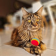 Stella a rejoint le concours — aidez-le/la à gagner de superbes lots ! animal, cat, close_up, colorful, curious, domestic, ears, fluffy, focus, fur, indoor, mammal, paws, pet, playing, rainbow, relaxed, tiled_floor, toy_ball, whiskers