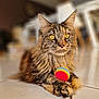 cat, fluffy, tiled_floor, toy_ball, rainbow, colorful, indoor, pet, fur, whiskers, ears, paws, close_up, curious, relaxed, animal, domestic, mammal, playing, focus