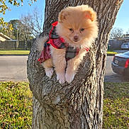 Foxxy is registered to the contest to win money with this photo: animal, background, car, clothing, curious, cute, daylight, dog, fur, grass, nature, outdoor, perched, pet, plaid, puppy, small, street, sunlight, tree