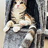 Perle participe au concours pour gagner de l'argent avec cette photo : cat, calico_cat, pet, feline, animal, portrait, close_up, sitting, lounging, paws, crossed_paws, whiskers, green_eyes, pink_nose, fur, tail, cat_tree, gray, indoors, cute