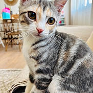 Perle a rejoint le concours — aidez-le/la à gagner de superbes lots ! cat, calico_cat, tabby, pet, feline, animal, whiskers, ears, eyes, portrait, close_up, sitting, indoors, home, living_room, couch, rug, window, fur, cute