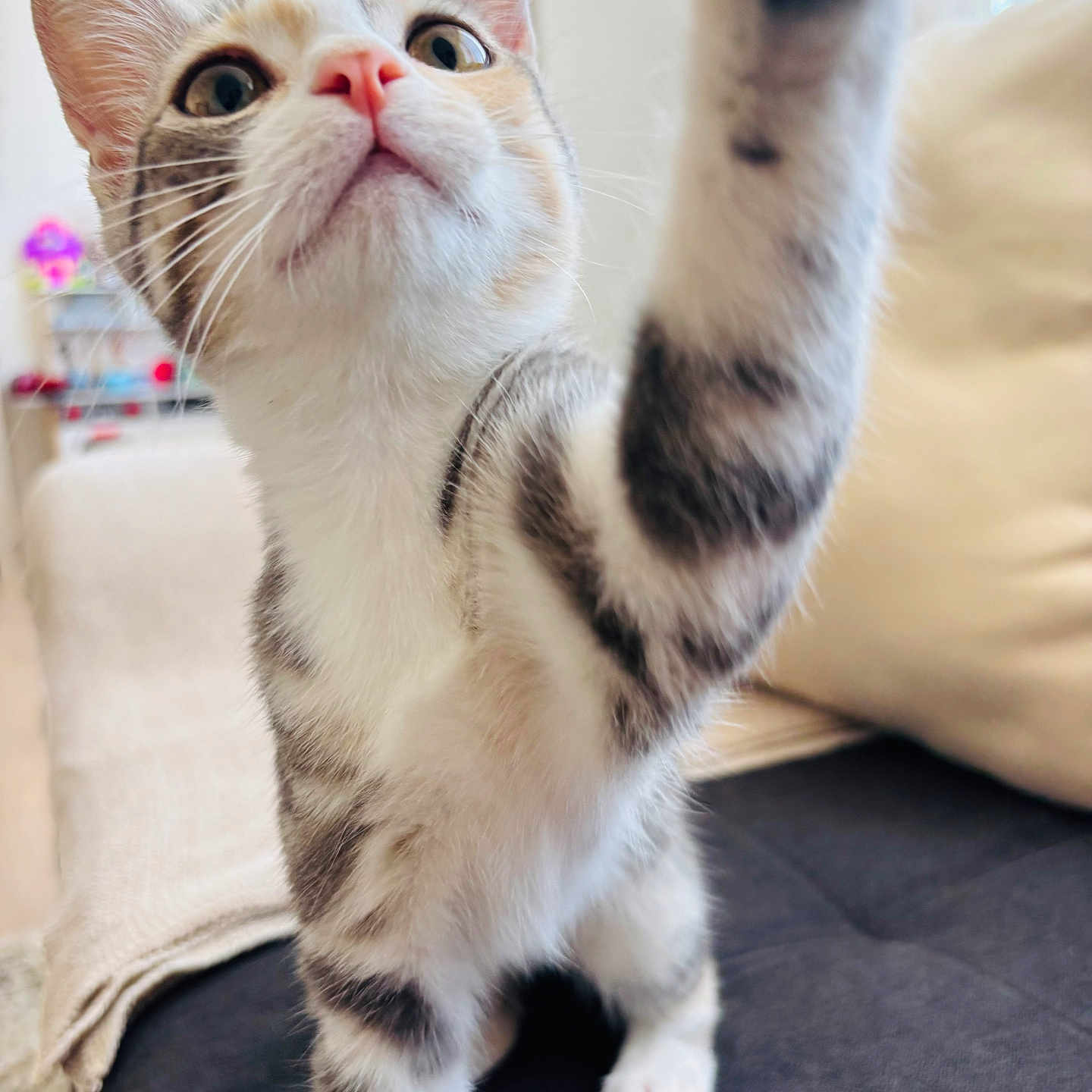 Perle participe au concours pour gagner de l'argent avec cette photo : cat, kitten, pet, animal, feline, white_fur, striped_fur, tabby, pink_nose, whiskers, wide_eyes, raised_paw, curious, playful, close_up, portrait, indoor, couch, window, cozy