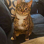 Lucy joined the competition — help win amazing prizes! cat, tabby_cat, pets, indoor, couch, pillow, blanket, furniture, cozy, curious, animal, whiskers, ears, eyes, sitting, domestic_cat, home, relaxation, feline, companion