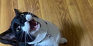 Hubert joined the competition — help win amazing prizes! animal, bell, black_and_white, cat, collar, cute, domestic_cat, feline, floor, fur, indoor, looking_up, open_mouth, pet, playful, sitting, tuxedo_cat, whiskers, wide_eyes, wooden_floor