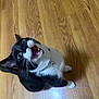 Hubert joined the competition — help win amazing prizes! cat, tuxedo_cat, black_and_white, pet, animal, whiskers, floor, wooden_floor, indoor, looking_up, open_mouth, playful, feline, cute, domestic_cat, collar, bell, wide_eyes, fur, sitting