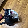 Hubert is registered to the contest to win money with this photo: cat, black_and_white, pet, animal, indoor, meowing, looking_up, wooden_floor, collar, whiskers, fur, domestic_cat, cute, playful, alert, wide_eyes, mouth_open, flooring, feline, young_cat
