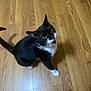 cat, black_and_white, pet, indoor, wooden_floor, curious, looking_up, whiskers, collar, paw, feline, animal, domestic, meowing, fur, tail, cute, alert, young_cat, flooring