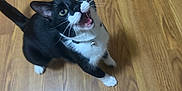 Hubert is registered to the contest to win money with this photo: cat, tuxedo_cat, wooden_floor, whiskers, pet, indoor, looking_up, black_and_white, open_mouth, curious, animal, feline, domestic_animal, playful, young_cat, alert, collar, four_legs, fur, tail