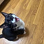 cat, tuxedo_cat, black_and_white, meowing, looking_up, whiskers, indoor, wooden_floor, pet, animal, fur, eyes, mouth_open, collar, domestic_cat, cute, feline, playful, young_cat, flooring