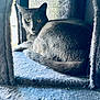 cat, gray_cat, feline, indoor, cat_tree, cozy, cubicle, yellow_eyes, fur, pet, resting, looking, texture, blue, soft, animal, whiskers, tail, curled_up, window_light