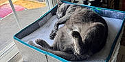 Charley joined the competition — help win amazing prizes! cat, sleeping, gray_cat, box, window, natural_light, indoor, cushion, blanket, container, pet, cozy, furniture, home, resting, animal, curled_up, soft, daylight, quiet