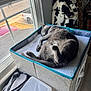 cat, sleeping, gray_cat, box, window, natural_light, indoor, cushion, blanket, container, pet, cozy, furniture, home, resting, animal, curled_up, soft, daylight, quiet