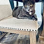 cat, gray_cat, yellow_eyes, chair, upholstered_chair, nailhead_trim, wooden_floor, table, furniture, indoor, pet, animal, resting, looking_at_camera, calm, domestic_cat, mammal, four_legged, close_up, relaxed