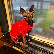 Pickle is registered to the contest to win money with this photo: sphynx_cat, cat, hairless_cat, red_sweater, pet, windowsill, indoors, animal, curious, feline, window, looking_outside, domestic_cat, cute, unique, portrait, warm, cozy, blurred_background, sitting