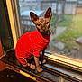 sphynx_cat, cat, hairless_cat, red_sweater, pet, windowsill, indoors, animal, curious, feline, window, looking_outside, domestic_cat, cute, unique, portrait, warm, cozy, blurred_background, sitting