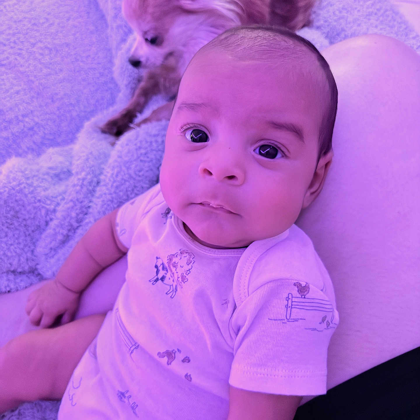 Jennings joined the competition — help win amazing prizes! animal, baby, blanket, chihuahua, child, clothing, curious, cute, dog, face, indoor, infant, lap, onesie, person, pet, portrait, resting, small_dog, soft_texture