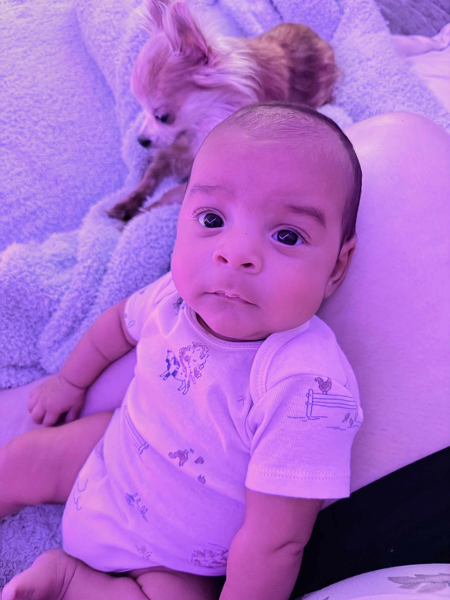Jennings joined the competition — help win amazing prizes! baby, infant, dog, small_dog, chihuahua, blanket, soft_texture, indoor, person, lap, clothing, onesie, cute, curious, pet, animal, resting, portrait, child, face