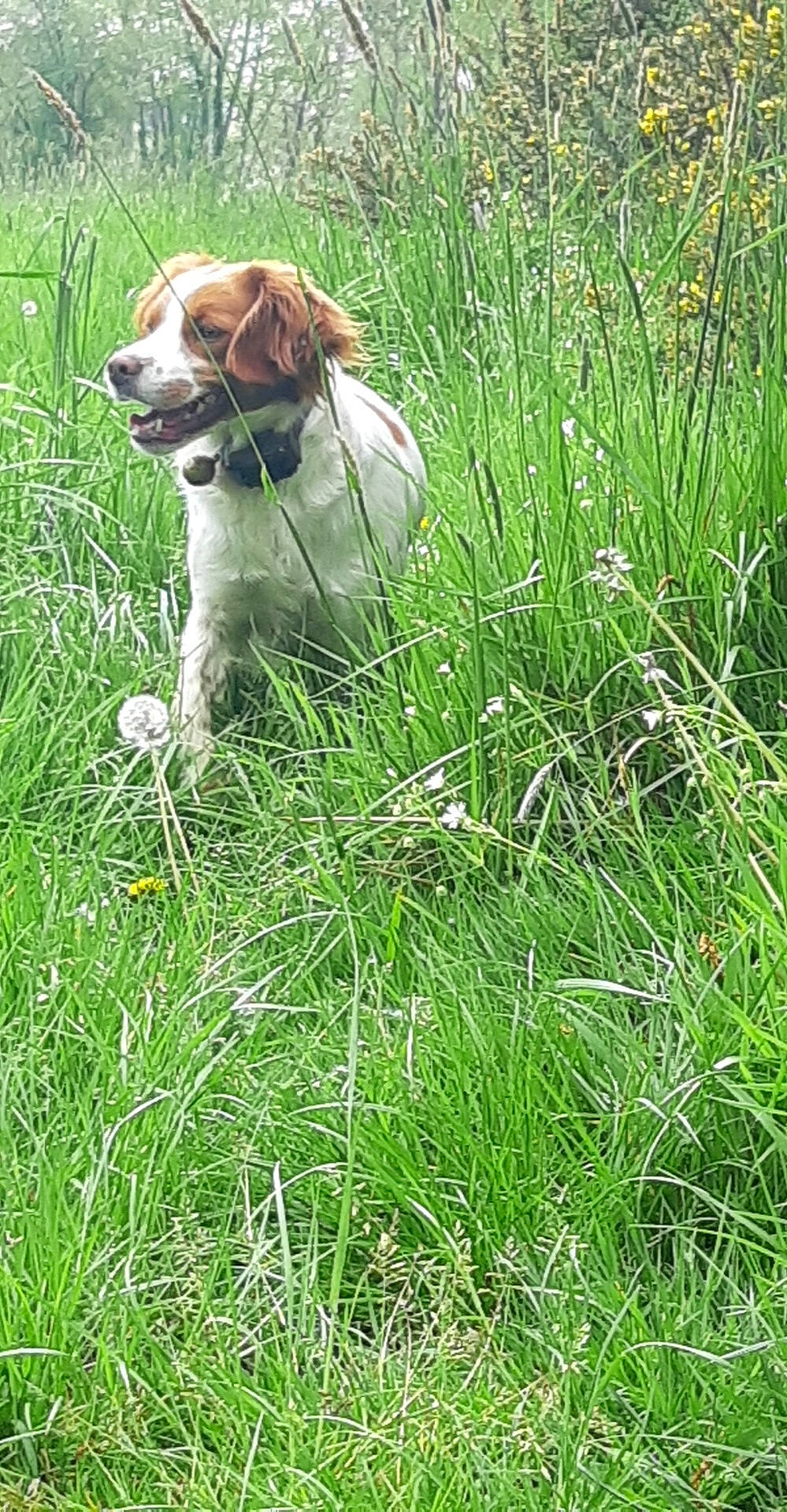 Opale participe au concours pour gagner de l'argent avec cette photo : canidae, carnivore, collar, companion_dog, dog, dog_breed, dog_collar, fawn, grass, grass_family, grassland, groundcover, gun_dog, hierochloe, liver, meadow, plant, prairie, sporting_group, terrestrial_plant