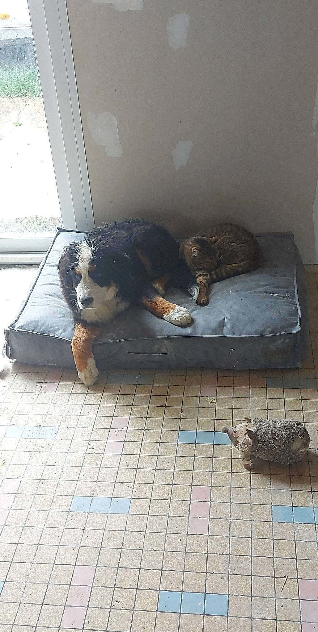 Skye a rejoint le concours — aidez-le/la à gagner de superbes lots ! carnivore, comfort, companion_dog, dog, dog_breed, door, felidae, floor, flooring, fur, grey, hardwood, pet_supply, small_to_medium_sized_cats, snout, sporting_group, tail, terrestrial_animal, whiskers, wood