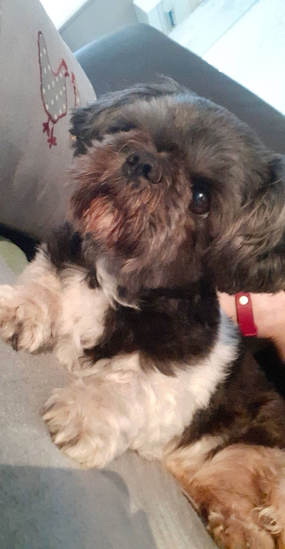 Honda participe au concours pour gagner de l'argent avec cette photo : bolonka, canidae, carnivore, chinese_imperial_dog, companion_dog, dog, dog_breed, havanese, kyi_leo, lhasa_apso, maltepoo, mammal, pekapoo, poodle_crossbreed, puppy, schnoodle, shih_poo, shih_tzu, snout, vertebrate