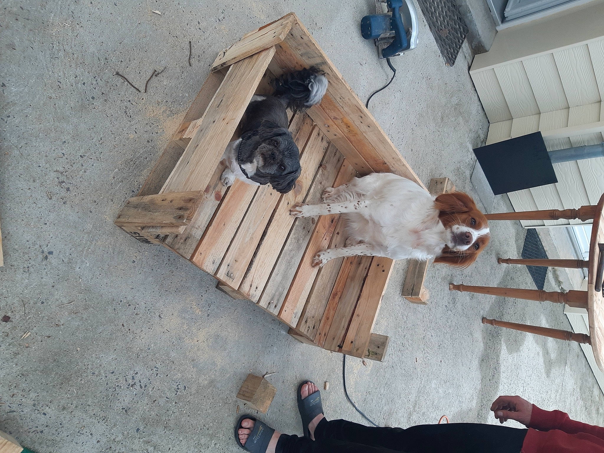 Honda a rejoint le concours — aidez-le/la à gagner de superbes lots ! canidae, carnivore, cat, fawn, felidae, floor, wood