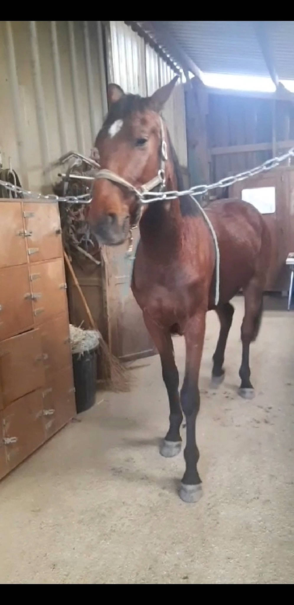 Atchoum participe au concours pour gagner de l'argent avec cette photo : bridle, halter, horse, horse_grooming, horse_harness, horse_supplies, horse_tack, liver, mammal, mane, mare, mustang_horse, pack_animal, rein, snout, sorrel, stable, stallion, vertebrate, working_animal