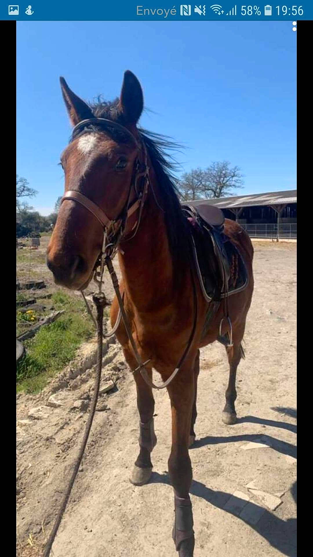 Atchoum participe au concours pour gagner de l'argent avec cette photo : bridle, halter, horse, horse_harness, horse_supplies, horse_tack, landscape, liver, livestock, mammal, mane, mare, mustang_horse, pack_animal, rein, snout, sorrel, stallion, vertebrate