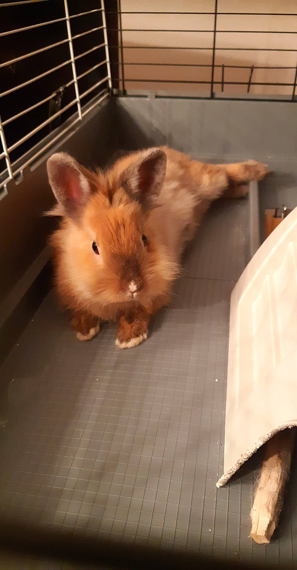 Praline participe au concours pour gagner de l'argent avec cette photo : angora_rabbit, animal_shelter, cage, degu, domestic_rabbit, ear, fawn, fur, gerbil, hamster, mammal, mouse, muridae, muroidea, nose, rabbit, rabbits_and_hares, rodent, snout, whiskers