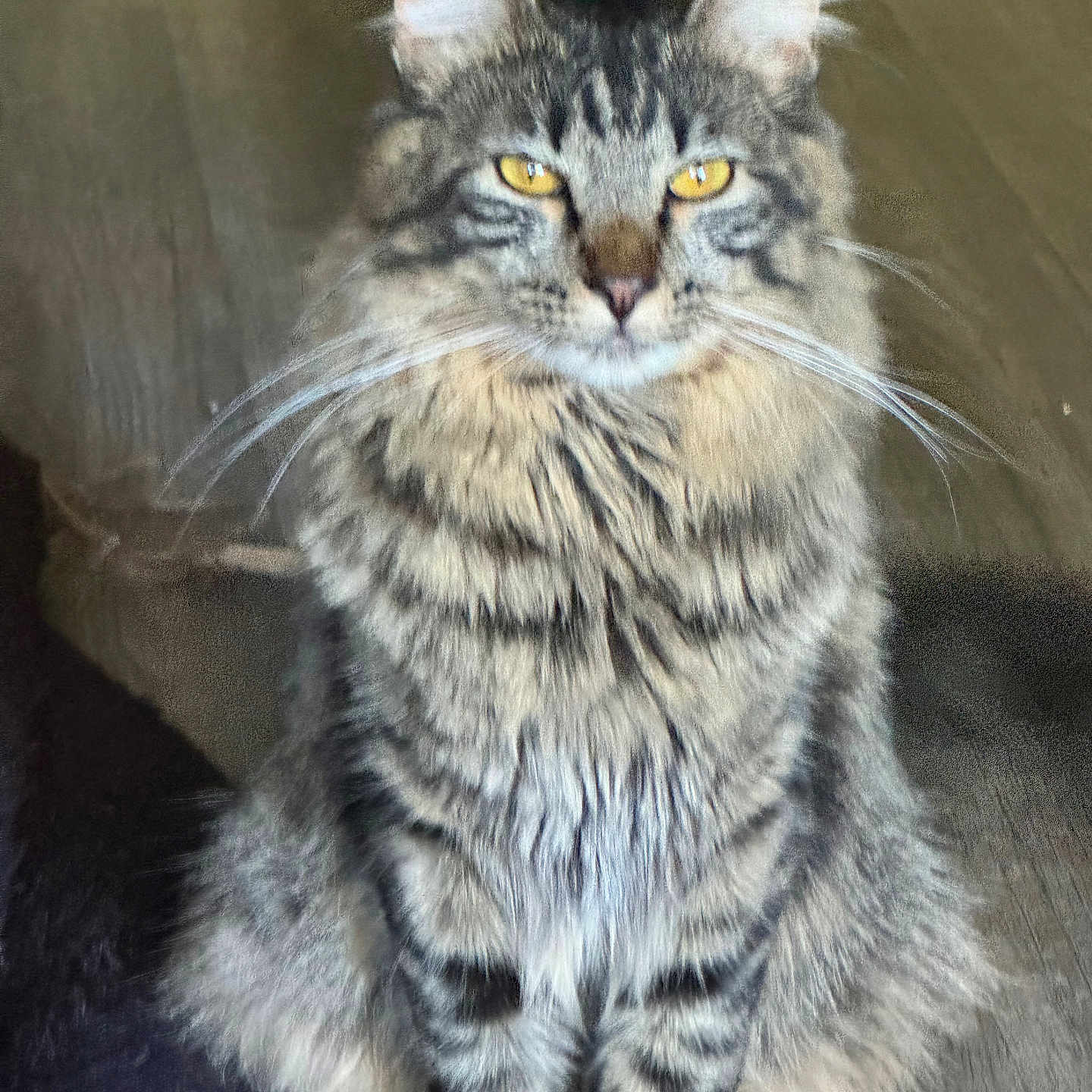 Hunter joined the competition — help win amazing prizes! animal, attention, calm, cat, cute, domestic, feline, fluffy, fur, furry, indoor, mammal, pet, portrait, sitting, striped, tabby, whiskers, wooden_floor, yellow_eyes