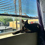 Luna is registered to the contest to win money with this photo: animal, black_cat, blinds, blue_sky, building, cat, curtain, daylight, indoor, pet, quiet, relaxing, residential, resting, shadow, sunlight, tree, urban, window, windowsill