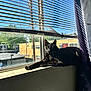 animal, black_cat, blinds, blue_sky, building, cat, curtain, daylight, indoor, pet, quiet, relaxing, residential, resting, shadow, sunlight, tree, urban, window, windowsill