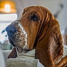 dog, basset_hound, pet, indoor, portrait, canine, ears, couch, furniture, brown, white, close_up, animal, domestic_animal, face, snout, fur, relaxed, home, companion