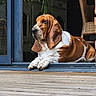 basset_hound, dog, pet, animal, indoors, wooden_floor, doorway, plant, furniture, chair, relaxed, resting, domestic, home, canine, long_ears, portrait, companion, brown_and_white, quiet