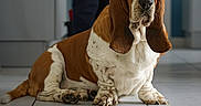 Oscar a rejoint le concours — aidez-le/la à gagner de superbes lots ! basset_hound, dog, pet, indoor, floor, tile_floor, ears, brown_and_white, canine, animal, domestic_animal, laying_down, looking_away, home, person_legs, kitchen, quiet, calm, companion, portrait