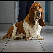 Oscar a rejoint le concours — aidez-le/la à gagner de superbes lots ! basset_hound, dog, indoor, tile_floor, pet, animal, long_ears, brown_and_white, domestic, canine, floor, lying_down, ears, portrait, companionship, household, fur, mammal, relaxed, waiting