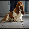 basset_hound, dog, indoor, tile_floor, pet, animal, long_ears, brown_and_white, domestic, canine, floor, lying_down, ears, portrait, companionship, household, fur, mammal, relaxed, waiting