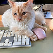Amy a rejoint le concours — aidez-le/la à gagner de superbes lots ! cat, fluffy, keyboard, computer_mouse, desk, indoor, pet, feline, cream_color, blue_eyes, mouse_pad, technology, home_office, close_up, fur, whiskers, paw, relaxed, cute, animal