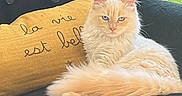 Amy participe au concours pour gagner de l'argent avec cette photo : cat, fluffy_cat, cream_colored_cat, blue_eyes, armchair, black_fabric, ornate_armrest, yellow_pillow, embroidered_text, indoor, window, natural_light, relaxed, pet, furniture, cozy, domestic_cat, resting, close_up, portrait