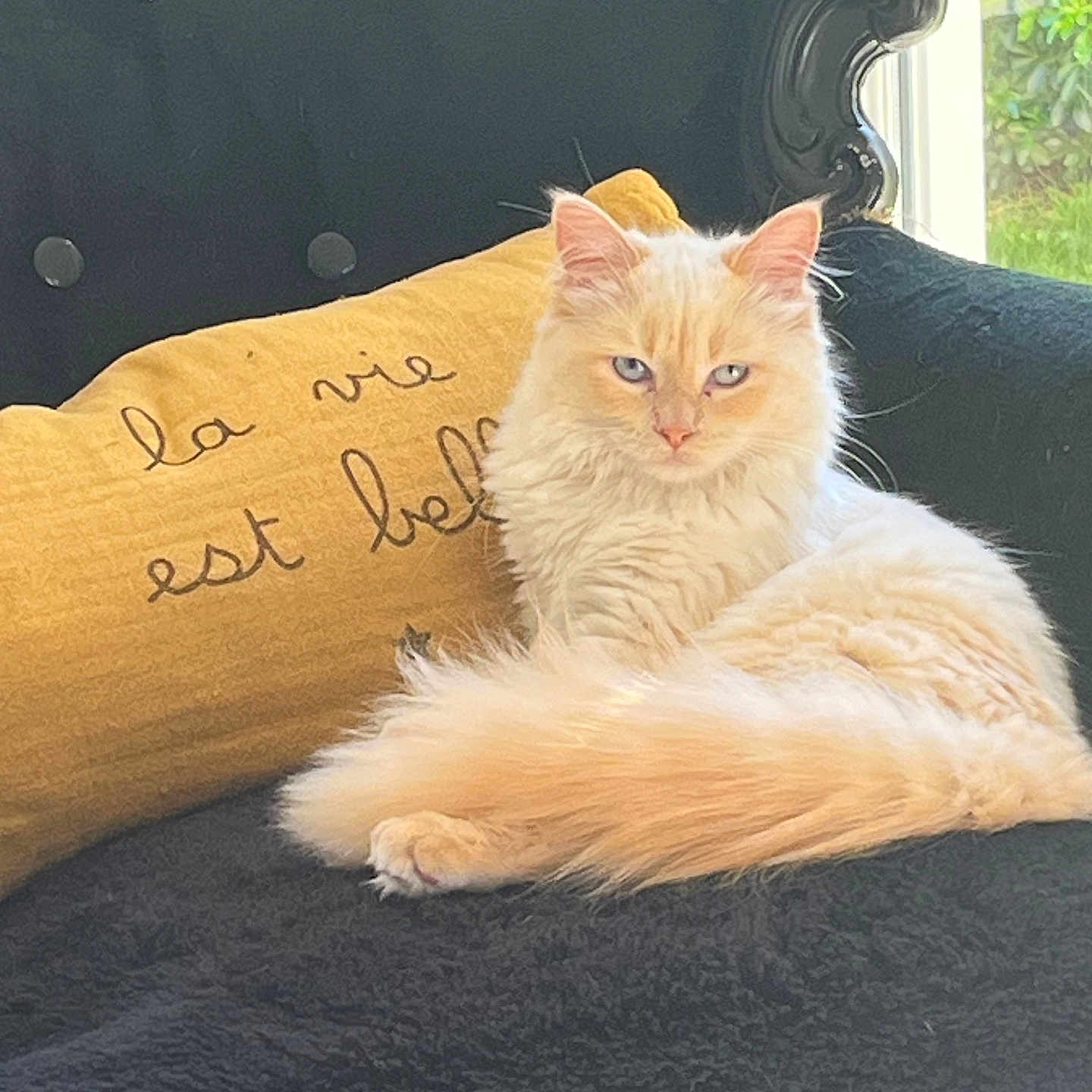 Amy participe au concours pour gagner de l'argent avec cette photo : cat, fluffy_cat, cream_colored_cat, blue_eyes, armchair, black_fabric, ornate_armrest, yellow_pillow, embroidered_text, indoor, window, natural_light, relaxed, pet, furniture, cozy, domestic_cat, resting, close_up, portrait