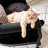 Amy participe au concours pour gagner de l'argent avec cette photo : cat, feline, pet, animal, indoor, armchair, black_furniture, leopard_print, pillow, tile_floor, rug, relaxing, fluffy, cream_colored, blue_eyes, paw, resting, sunlight, cozy, home