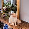 Amy participe au concours pour gagner de l'argent avec cette photo : cat, fluffy_cat, blue_eyes, wooden_table, vase, flowers, mirror, golden_frame, indoor, decor, plant, window, reflection, cozy, home, furniture, pet, domestic_animal, still_life, natural_light