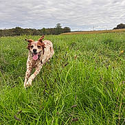 Lilou participe au concours pour gagner de l'argent avec cette photo : animal, brown_and_white, canine, cloudy_sky, daytime, dog, ears_floppy, field, grass, greenery, happy, landscape, nature, outdoors, pet, playful, running, summer, tongue_out, walking