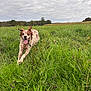 animal, brown_and_white, canine, cloudy_sky, daytime, dog, ears_floppy, field, grass, greenery, happy, landscape, nature, outdoors, pet, playful, running, summer, tongue_out, walking