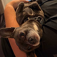 Chavo is registered to the contest to win money with this photo: animal, arms, black_dog, casual, close_up, collar, companion, cute, dog, domestic, furniture, holding, indoor, kitchen, looking_at_camera, person, pet, relaxed, resting, small_dog