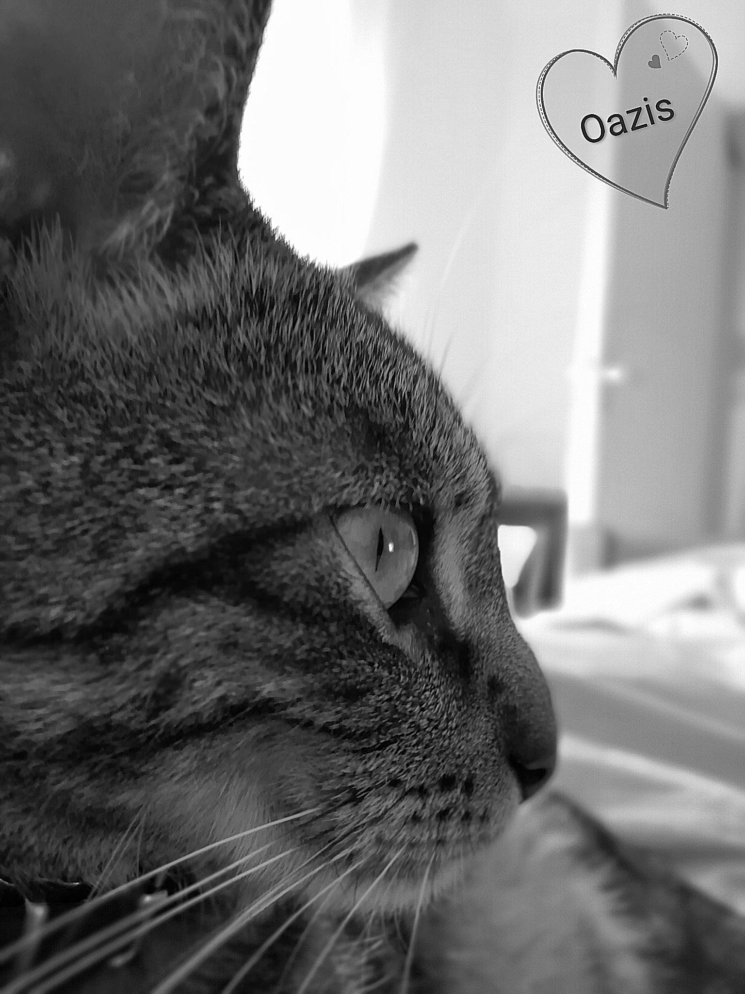 Oazis a rejoint le concours — aidez-le/la à gagner de superbes lots ! asian, black, black_and_white, carnivore, cat, close_up, domestic_short_haired_cat, ear, eye, felidae, fur, monochrome, nose, organ, photography, small_to_medium_sized_cats, snout, tabby_cat, whiskers, white