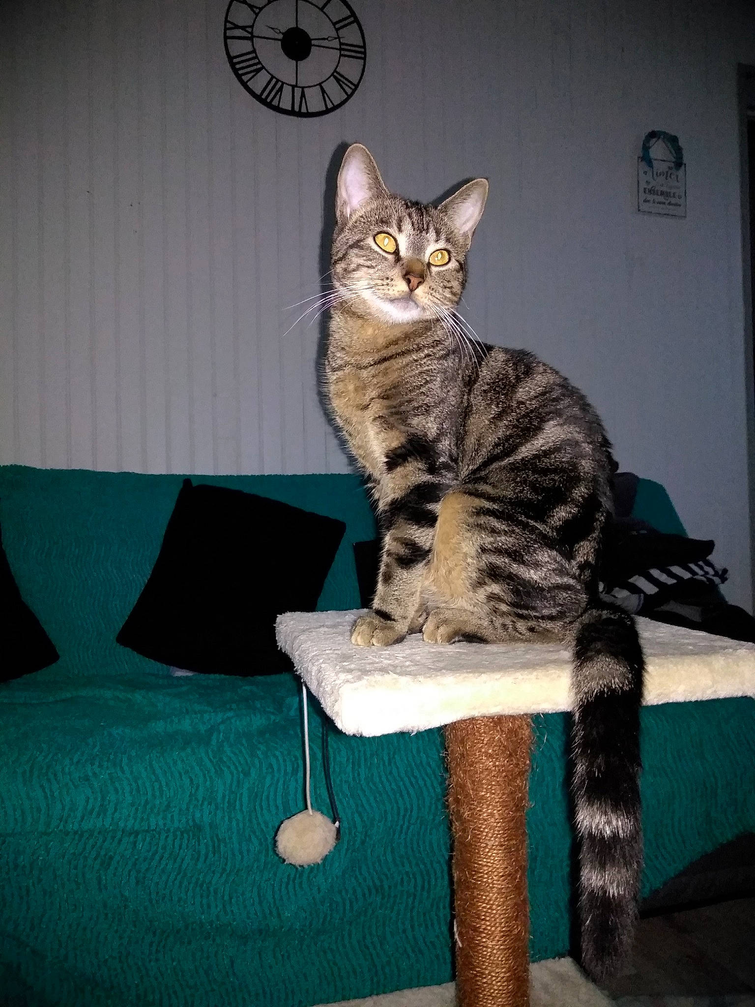 Oazis participe au concours pour gagner de l'argent avec cette photo : american_shorthair, asian, california_spangled, carnivore, cat, chausie, domestic_short_haired_cat, dragon_li, egyptian_mau, european_shorthair, felidae, kitten, ocicat, pixie_bob, small_to_medium_sized_cats, sokoke, tabby_cat, tail, whiskers