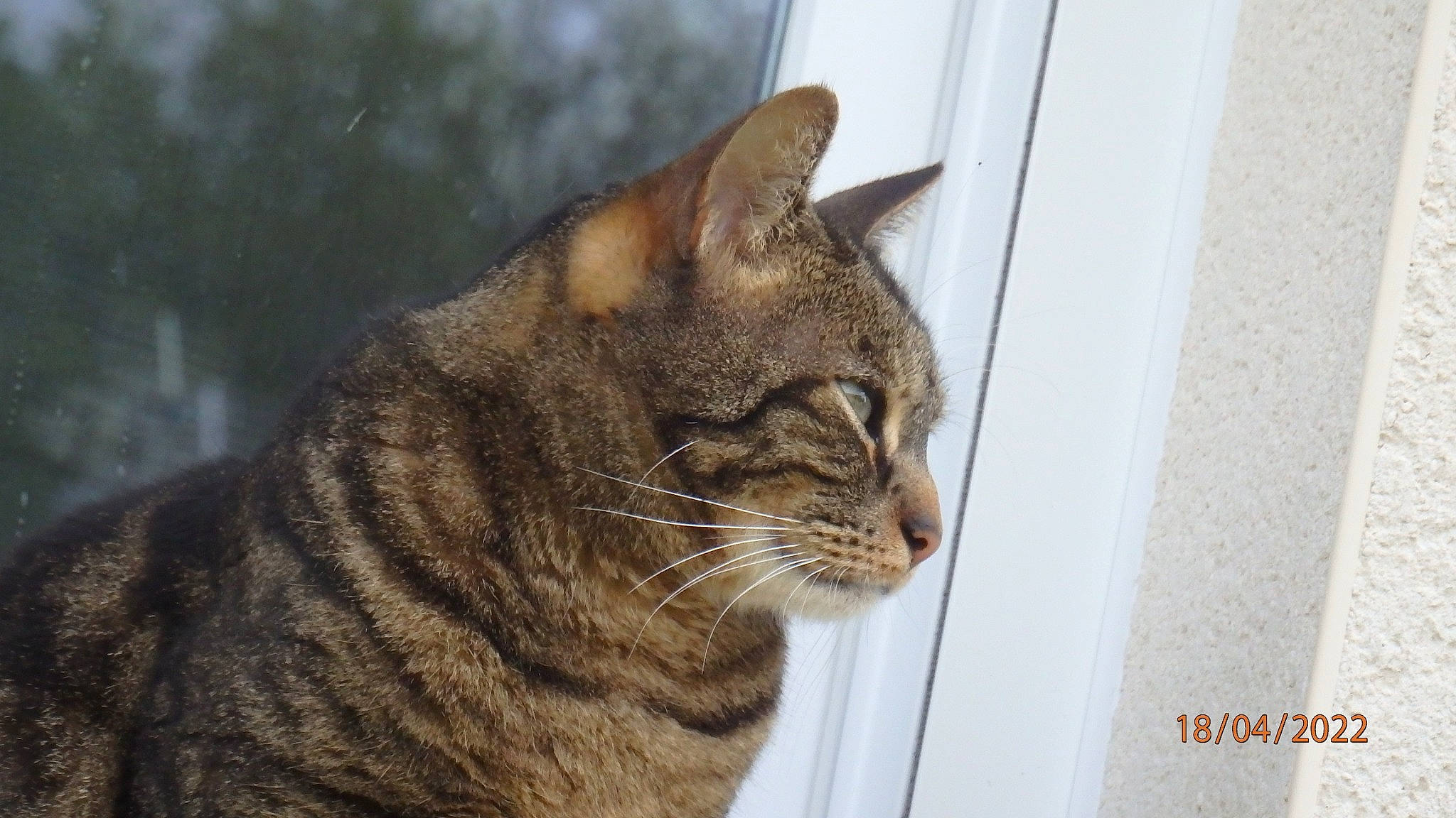 Oazis a rejoint le concours — aidez-le/la à gagner de superbes lots ! carnivore, cat, domestic_short_haired_cat, eye, felidae, fur, small_to_medium_sized_cats, snout, terrestrial_animal, tree, whiskers, wildlife, window