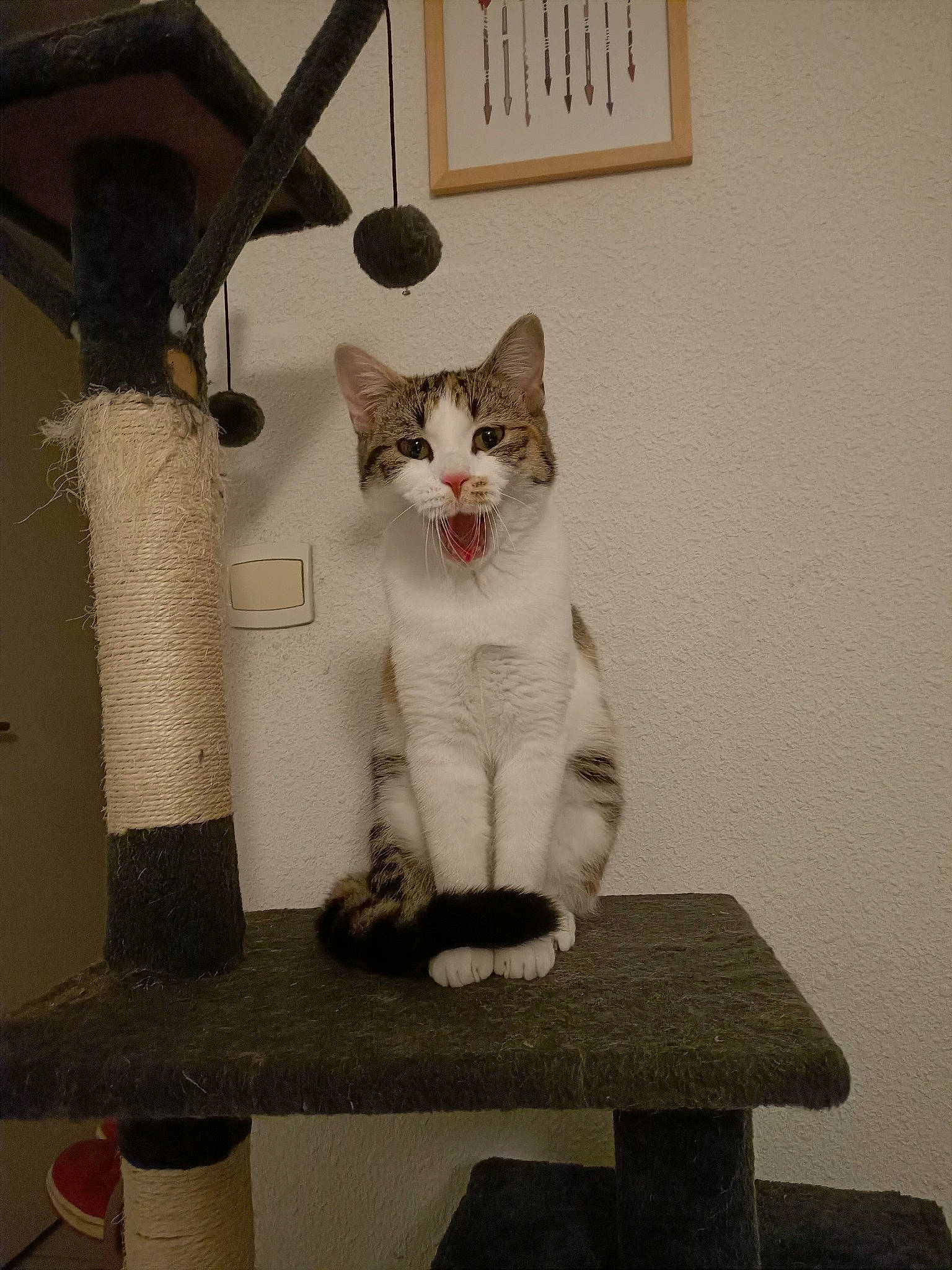 Happy participe au concours pour gagner de l'argent avec cette photo : art, carnivore, cat, cat_supply, domestic_short_haired_cat, fawn, felidae, fur, grey, pedestal, pet_supply, rectangle, room, shelf, sitting, small_to_medium_sized_cats, table, tail, whiskers, wood