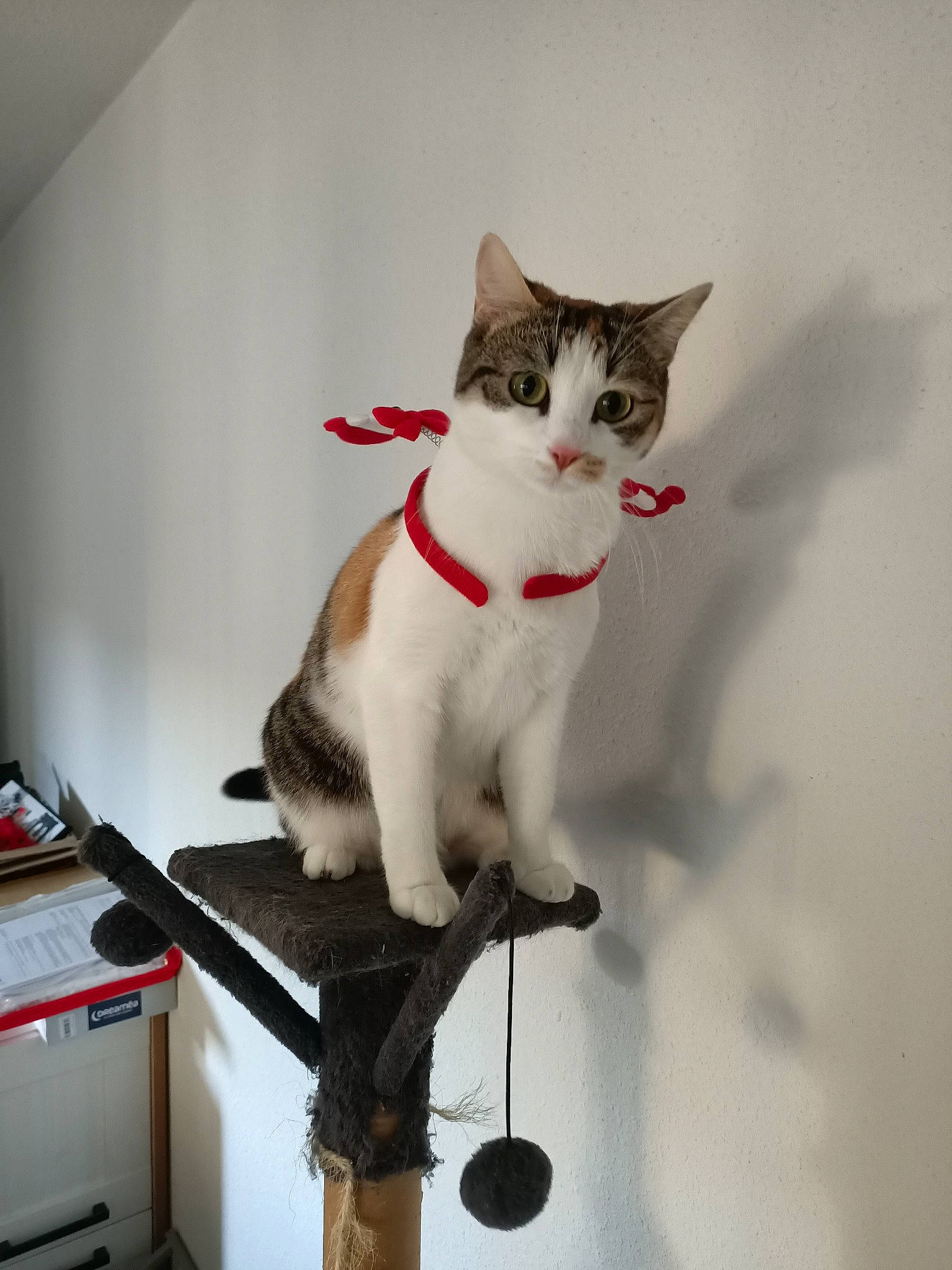 Happy participe au concours pour gagner de l'argent avec cette photo : carnivore, cat, collar, domestic_short_haired_cat, felidae, fur, metal, paw, plant, shelf, small_to_medium_sized_cats, tail, whiskers