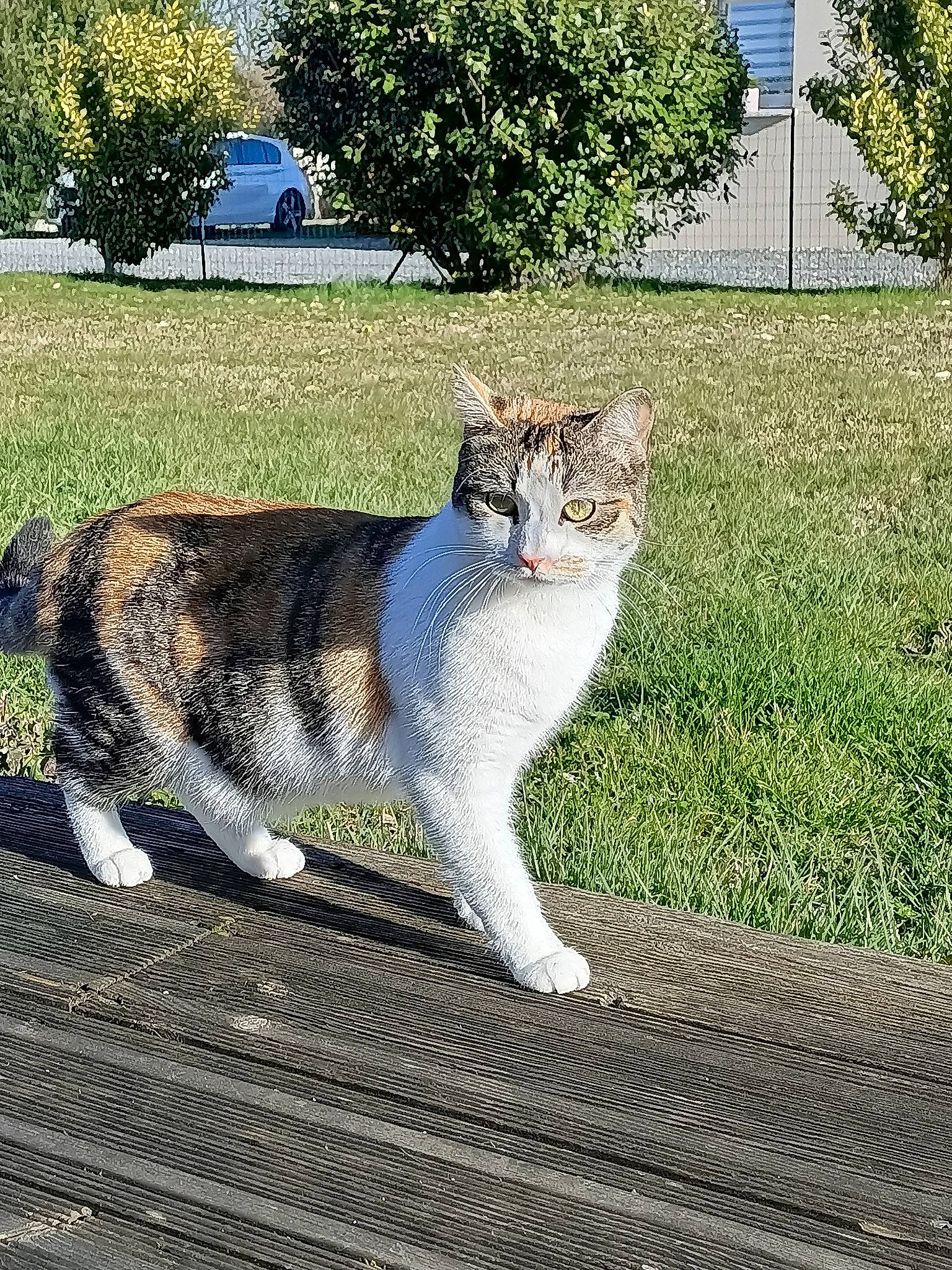 Happy participe au concours pour gagner de l'argent avec cette photo : carnivore, cat, domestic_short_haired_cat, eye, fawn, felidae, fur, grass, paw, photo_caption, plant, sitting, small_to_medium_sized_cats, snout, tail, terrestrial_animal, tree, whiskers, wildlife, window